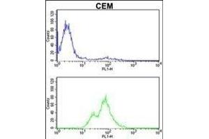 PRKCA Antibody (N-term) (ABIN652517 and ABIN2842346) flow cytometric analysis of CEM cells (bottom histogram) compared to a negative control cell (top histogram).