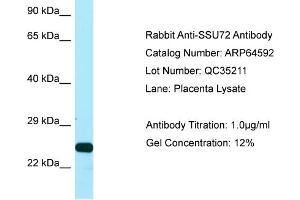 Western Blotting (WB) image for anti-SSU72 RNA Polymerase II CTD Phosphatase Homolog (SSU72) (C-Term) antibody (ABIN2789887) (SSU72 anticorps  (C-Term))