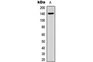 Western blot analysis of Collagen 15 alpha 1 expression in HEK293T (A) whole cell lysates.