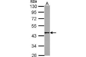 WB Image Sample (50 ug of whole cell lysate) A: mouse testis 10% SDS PAGE antibody diluted at 1:1000