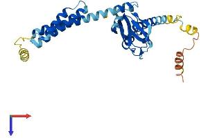 AlphaFold protein structure predicition of Mouse Recombinant Popdc3 Protein, UniprotID Q9ES81