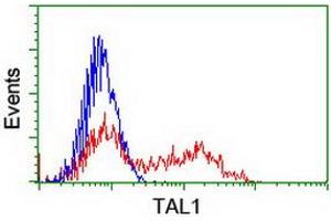 HEK293T cells transfected with either RC222628 overexpress plasmid (Red) or empty vector control plasmid (Blue) were immunostained by anti-TAL1 antibody (ABIN2455267), and then analyzed by flow cytometry. (TAL1 anticorps)