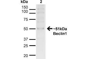 Western blot analysis of Human HeLa cell lysates showing detection of ~51kDa Beclin 1 protein using Rabbit Anti-Beclin 1 Polyclonal Antibody .