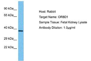 Host: Rabbit Target Name: OR8D1 Sample Type: Fetal Kidney lysates Antibody Dilution: 1. (OR8D1 anticorps  (C-Term))