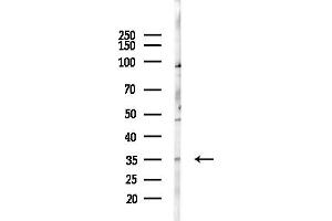 anti-Spondin 2 (SPON2) (Internal Region) antibody