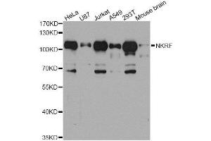 Western blot analysis of extracts of various cell lines, using NKRF antibody. (NKRF anticorps  (AA 391-690))