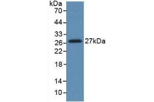 Detection of Recombinant HGF, Human using Monoclonal Antibody to Hepatocyte Growth Factor (HGF) (HGF anticorps  (AA 495-728))
