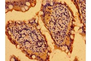 Immunohistochemistry of paraffin-embedded human small intestine tissue using ABIN7165166 at dilution of 1:100