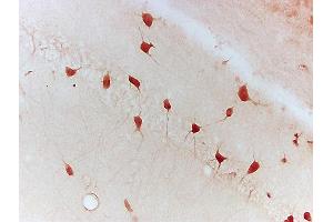 Mouse hippocampus labeled with Anti- Ntn1, Unconjugated (ABIN735473) followed by conjugation to the secondary antibody