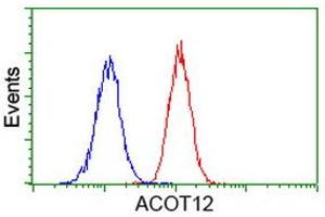 Image no. 3 for anti-Acyl-CoA Thioesterase 12 (ACOT12) antibody (ABIN1496417) (ACOT12 anticorps)