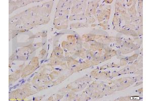 anti-Factor 5 (AA 301-400) antibody