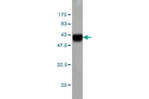 Western Blot detection against Immunogen (59. (MEOX2 anticorps  (AA 1-303))