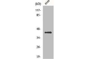 Western Blot analysis of A549 cells using Flotillin-2 Polyclonal Antibody (Flotillin 2 anticorps  (Internal Region))