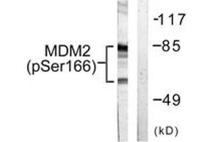 Western blot analysis of extracts from COS7 cells, using MDM2 (Phospho-Ser166) Antibody. (MDM2 anticorps  (pSer166))