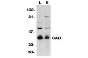 Western Blotting (WB) image for anti-Carbamoyl-Phosphate Synthetase 2, Aspartate Transcarbamylase, and Dihydroorotase (CAD) (C-Term) antibody (ABIN1030307) (CAD anticorps  (C-Term))