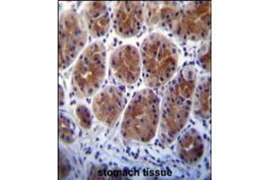 Metabotropic Glutamate Receptor 1 (GPRC1A) Antibody immunohistochemistry analysis in formalin fixed and paraffin embedded human stomach tissue followed by peroxidase conjugation of the secondary antibody and DAB staining.
