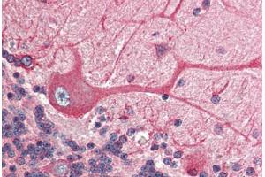 Human Brain, Cerebellum (formalin-fixed, paraffin-embedded) stained with BCAP31 antibody ABIN305788 at 2. (BCAP31 anticorps  (C-Term))