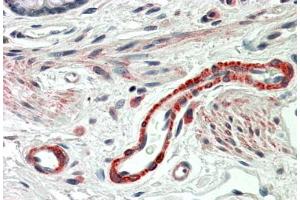 Immunohistochemistry 5μg/ml) staining of paraffin embedded Human Colon. (THBS3 anticorps  (C-Term))