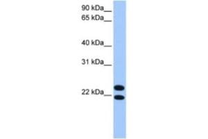 Western Blotting (WB) image for anti-LOC732440 (LOC732440) antibody (ABIN2463392) (LOC732440 anticorps)