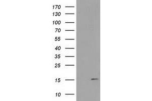 Western Blotting (WB) image for anti-Family with Sequence Similarity 127, Member C (FAM127C) antibody (ABIN1498197) (FAM127C anticorps)