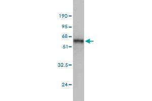 Western Blot detection against Immunogen (48.