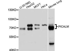 Western blot analysis of extracts of various cell lines, using PICALM antibody (ABIN4904757) at 1:1000 dilution. (PICALM anticorps)