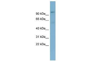 TBL3 antibody used at 1 ug/ml to detect target protein. (TBL3 anticorps)