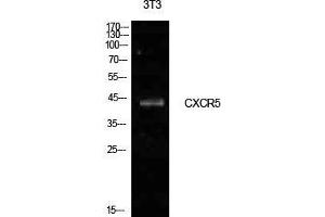 Western Blot (WB) analysis of NIH-3T3 cells using Blr1 Polyclonal Antibody. (CXCR5 anticorps  (Internal Region))