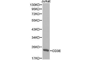 Western blot analysis of extracts of Jurkat cell lines, using CD3E antibody. (CD3 epsilon anticorps  (AA 25-207))