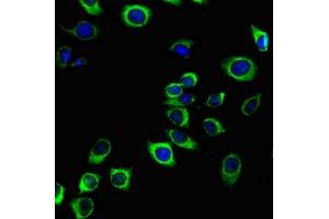 Immunofluorescent analysis of A549 cells using ABIN7163728 at a dilution of 1:100 and Alexa Fluor 488-congugated AffiniPure Goat Anti-Mouse IgG(H+L). (PODXL anticorps)