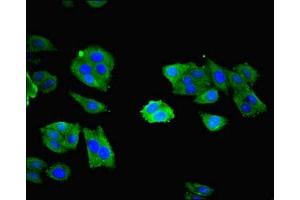 Immunofluorescent analysis of HepG2 cells using ABIN7161940 at dilution of 1:100 and Alexa Fluor 488-congugated AffiniPure Goat Anti-Rabbit IgG(H+L) (NXF5 anticorps  (AA 1-200))