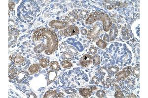 XTP3TPA antibody was used for immunohistochemistry at a concentration of 4-8 ug/ml to stain Epithelial cells of renal tubule (arrows) in Human Kidney. (DCTPP1 anticorps  (Middle Region))