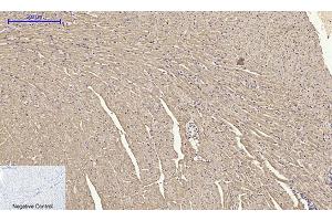 Immunohistochemical analysis of paraffin-embedded mouse heart tissue.