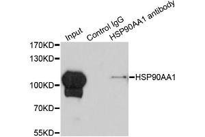 Immunoprecipitation analysis of 200ug extracts of HeLa cells using 1ug HSP90AA1 antibody (ABIN6292999).