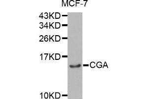 Western blot analysis of extracts of MCF-7 cell line, using CGA antibody. (CGA anticorps  (AA 25-116))
