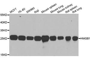 Western blot analysis of extracts of various cell lines, using HMGB1 antibody. (HMGB1 anticorps  (AA 100-200))