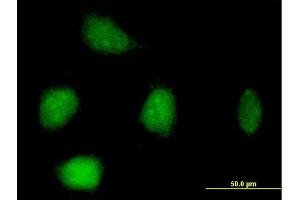 Immunofluorescence of purified MaxPab antibody to RFC3 on HeLa cell. (RFC3 anticorps  (AA 1-356))