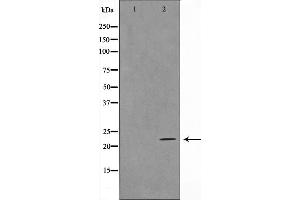 Western blot analysis on HeLa cell lysate using TALL-2 Antibody,The lane on the left is treated with the antigen-specific peptide. (TNFSF13 anticorps  (Internal Region))