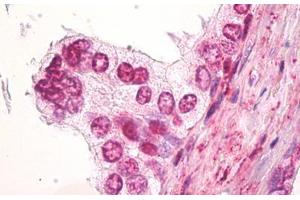 Anti-SS18 / SYT antibody IHC staining of human prostate. (SS18 anticorps  (AA 1-50))