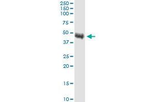 TRIB1 monoclonal antibody (M01), clone 4A10.