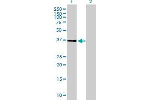 Western Blot analysis of NIF3L1 expression in transfected 293T cell line by NIF3L1 MaxPab polyclonal antibody. (NIF3L1 anticorps  (AA 1-350))