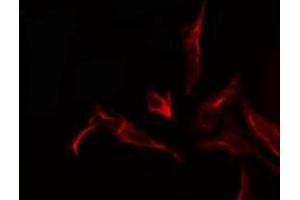 ABIN6278485 staining  293 cells by IF/ICC. (Krs-1/2 anticorps)