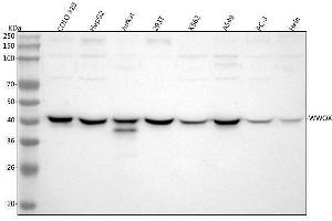 Western blot analysis of WWOX using anti-WWOX antibody (ABIN5693294).