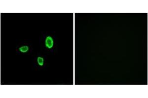 Immunofluorescence analysis of A549 cells, using OR10G7 Antibody. (OR10G7 anticorps  (AA 234-283))