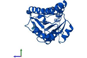 AlphaFold protein structure predicition of Human Recombinant CBR4 Protein, UniprotID Q8N4T8