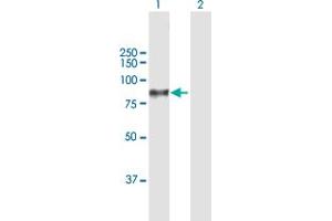 Western Blot analysis of C1S expression in transfected 293T cell line by C1S MaxPab polyclonal antibody.
