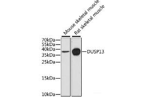 Western blot analysis of extracts of various cell lines using DUSP13 Polyclonal Antibody at dilution of 1:1000. (DUSP13 anticorps)