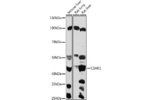 Western blot analysis of extracts of various cell lines, using C5 antibody (ABIN6127535, ABIN6137777, ABIN6137778 and ABIN6219037) at 1:1000 dilution. (C5AR1 anticorps  (AA 250-350))