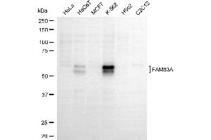 anti-Family with Sequence Similarity 83, Member A (FAM83A) antibody