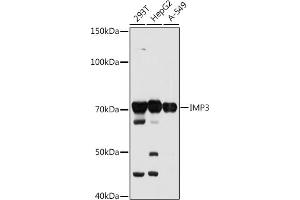 Western blot analysis of extracts of various cell lines, using IMP3 antibody (ABIN7267904) at 1:1000 dilution. (IGF2BP3 anticorps)